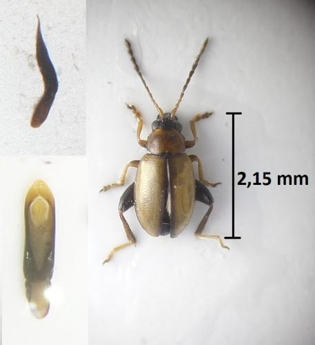 Réf. 214 739 : Longitarsus kutscherai
